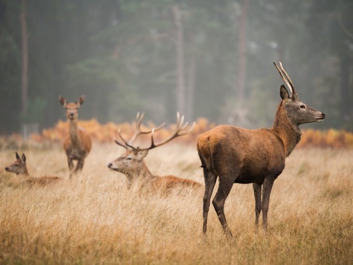 Fața Sălbatică a Europei: În intâmpinarea animalelor sălbatice ce împânzesc continentul