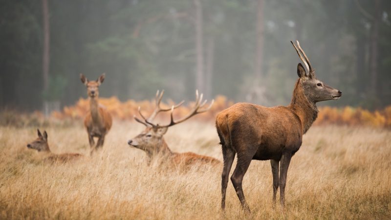 Fața Sălbatică a Europei: În intâmpinarea animalelor sălbatice ce împânzesc continentul