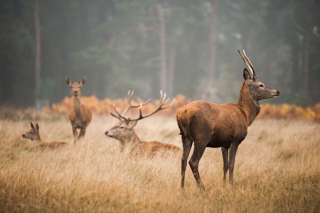 Fața Sălbatică a Europei: În intâmpinarea animalelor sălbatice ce împânzesc continentul